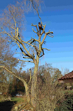 Jdp pro élagage spécialiste dans le taillage