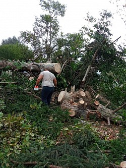 JDP pro élagage intervention abattage d'arbre